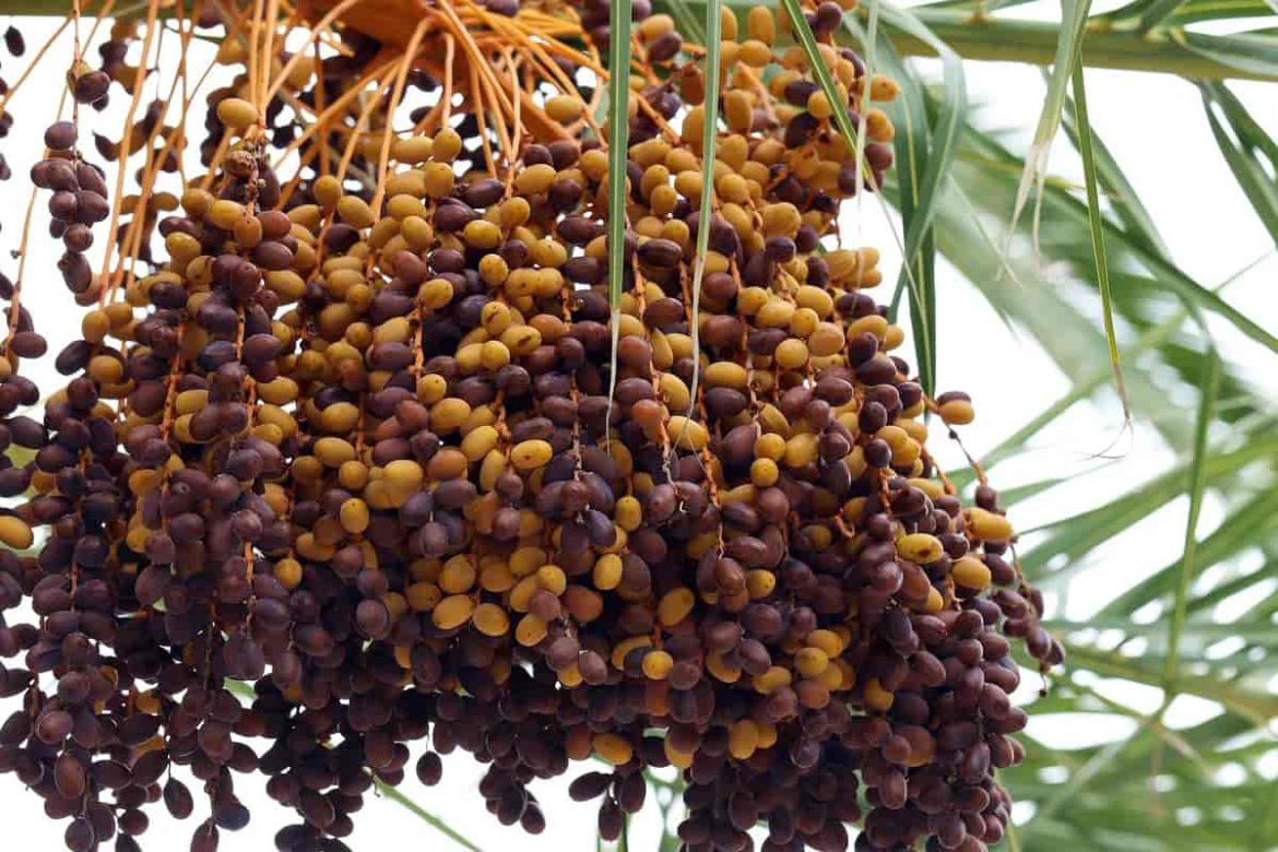 Buy molsi zahidi dates Types + Price