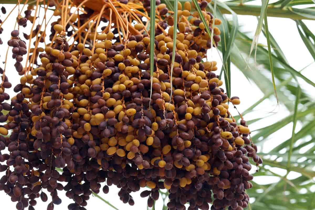  Buy molsi zahidi dates Types + Price 