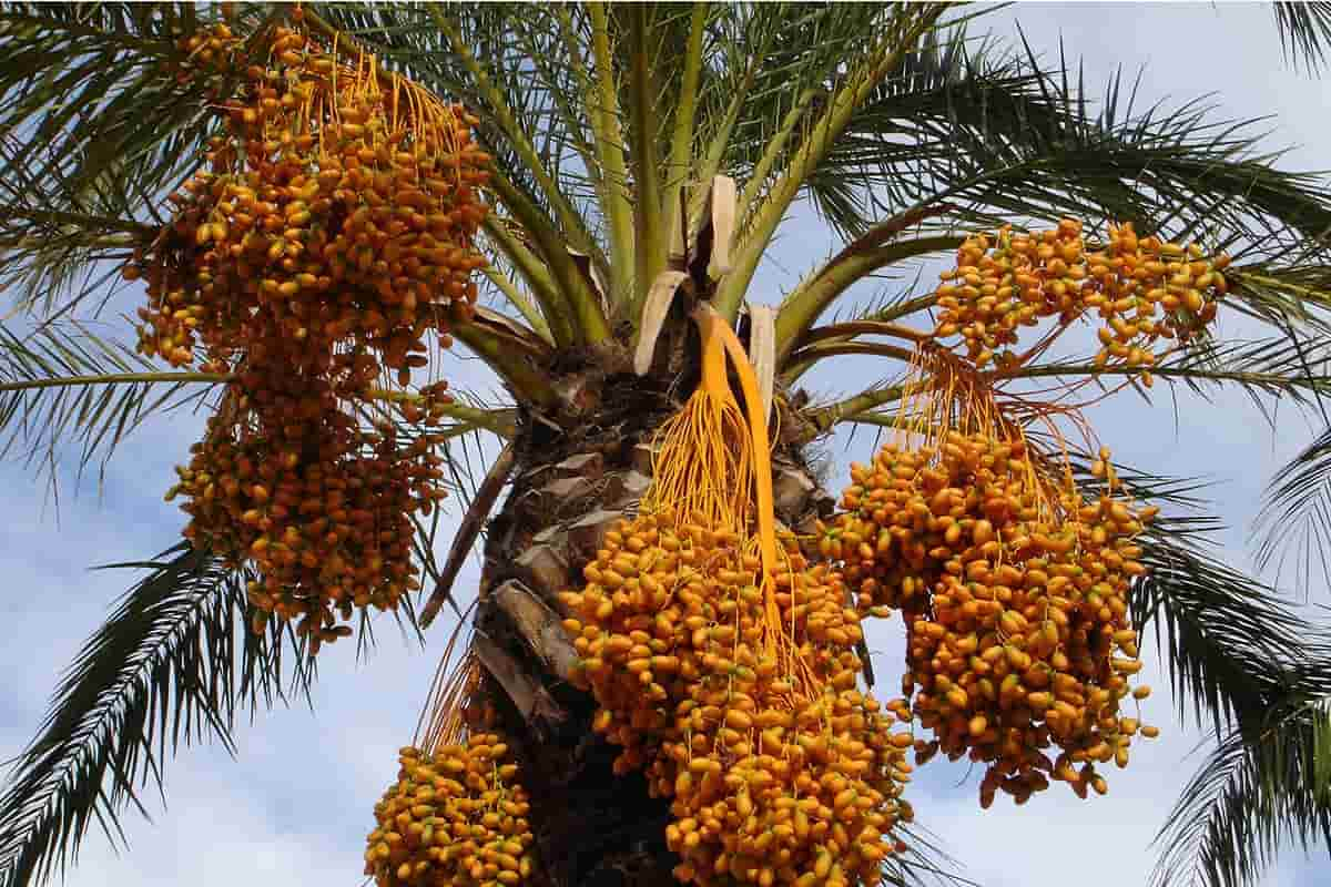  Buy molsi zahidi dates Types + Price 