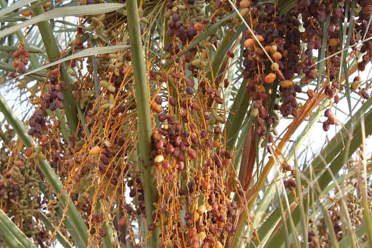  Buy molsi zahidi dates Types + Price 