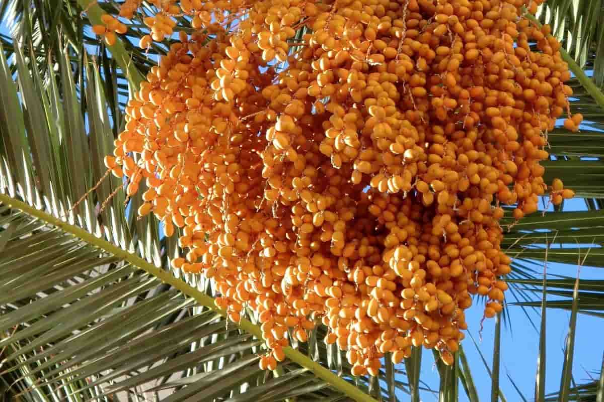  Buy molsi zahidi dates Types + Price 