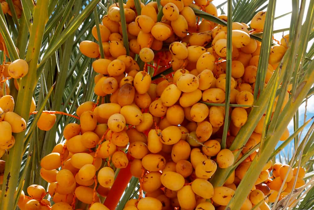  Buy barhi dates online + Great Price With Guaranteed Quality 