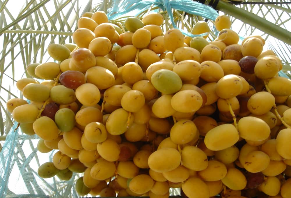  Buy barhi dates online + Great Price With Guaranteed Quality 