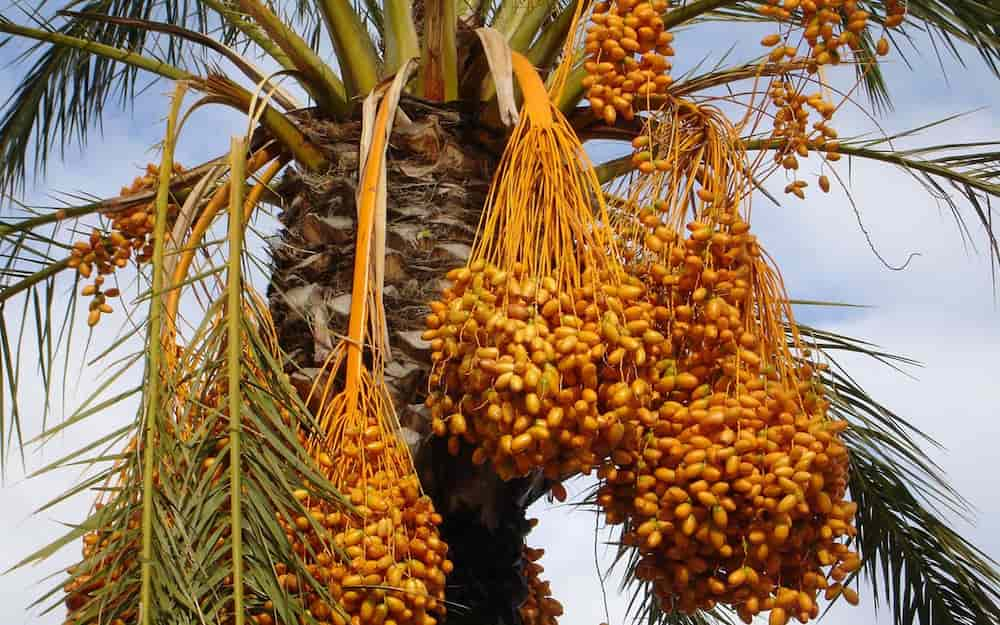  Buy barhi dates online + Great Price With Guaranteed Quality 