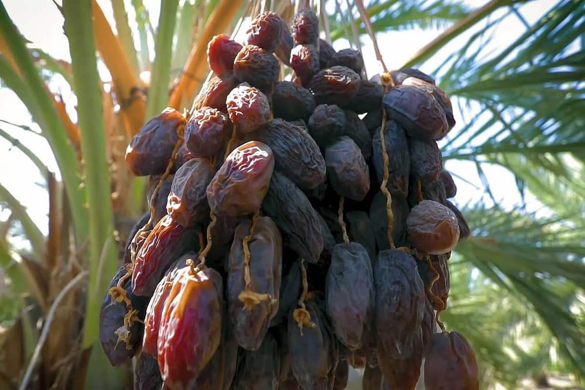  Buy Medjool Dates Online + Great Price With Guaranteed Quality 