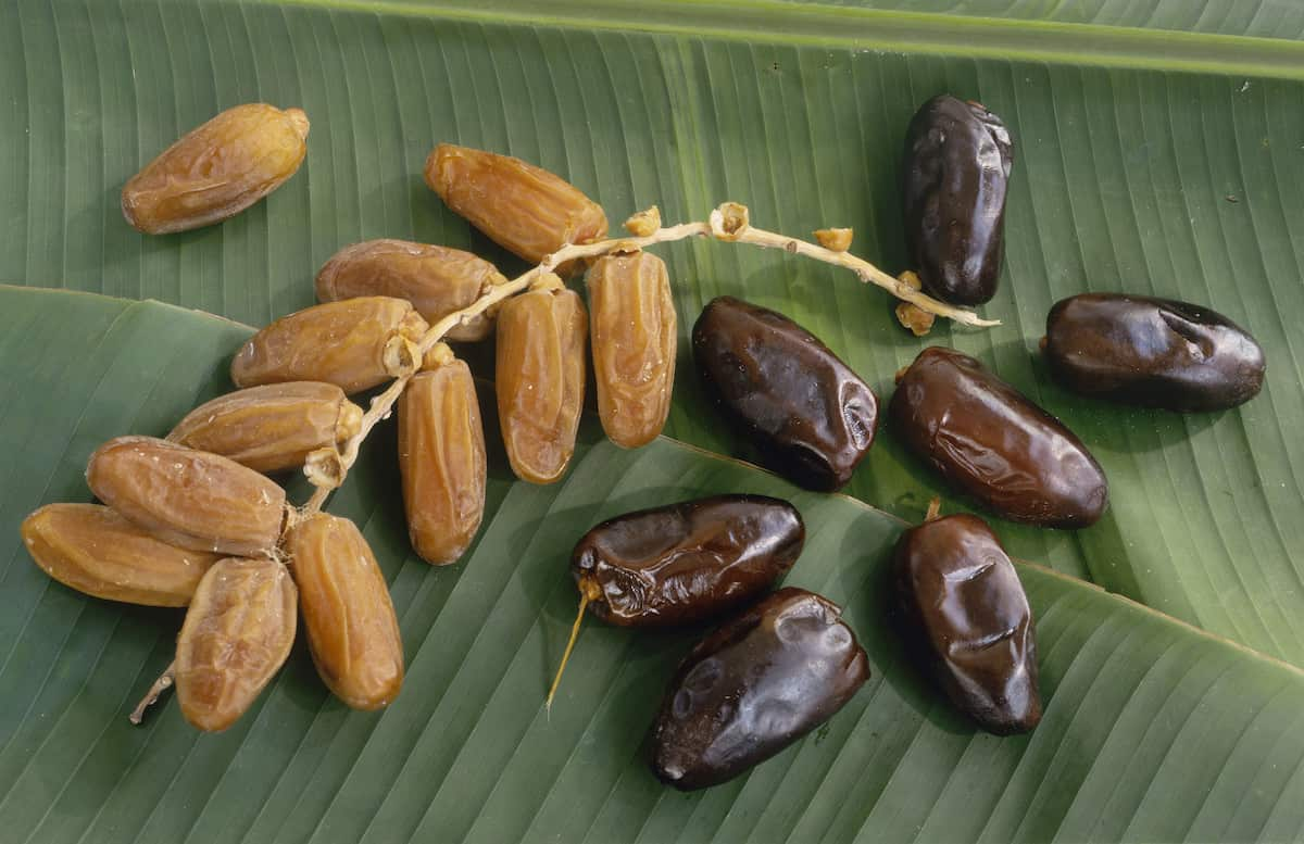  Purchase Price of Kimia Dates 1kg + Specifications, Cheap Wholesale 