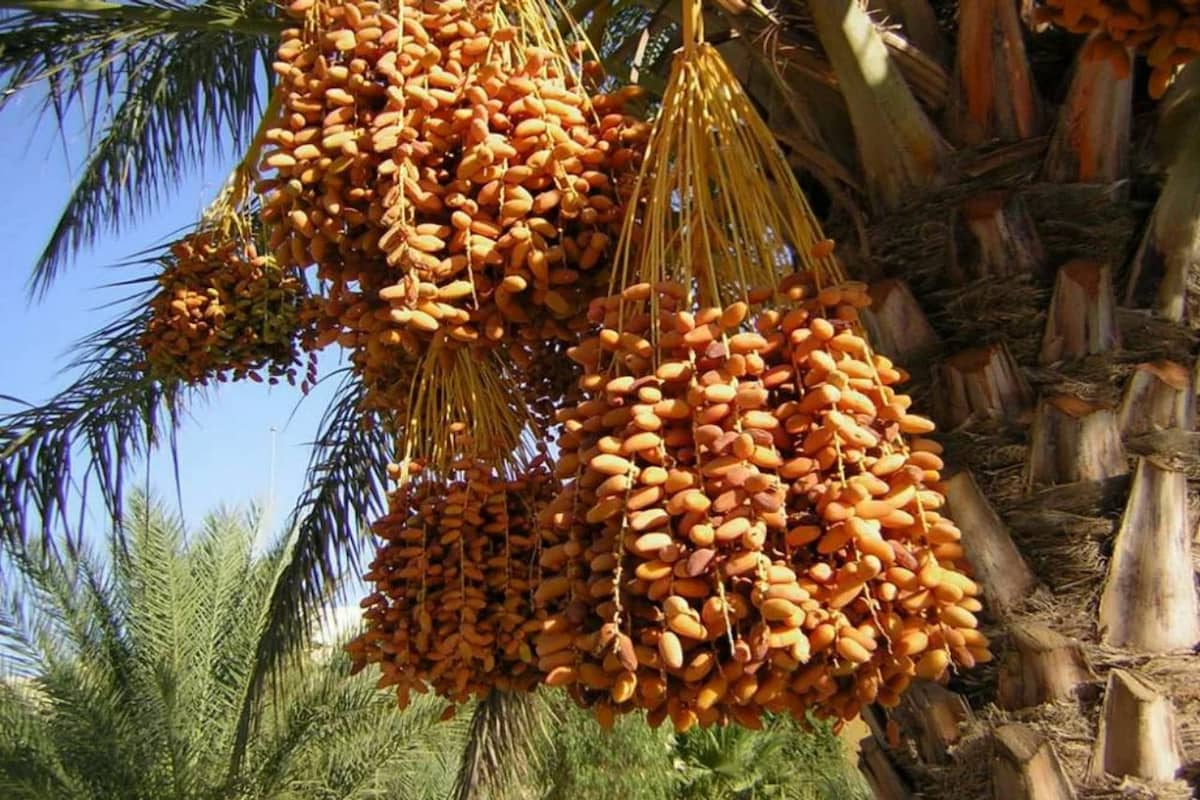  Buy zahidi dates in india + Great Price With Guaranteed Quality 