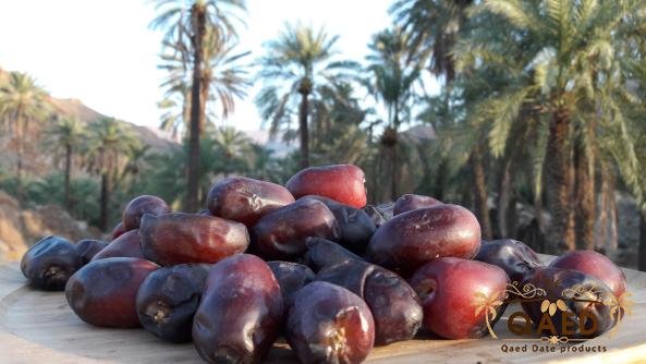 Original Mazafati Dates Wholesale Price